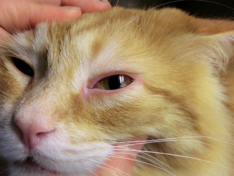 Глаукома у кішок: причини виникнення та способи лікування